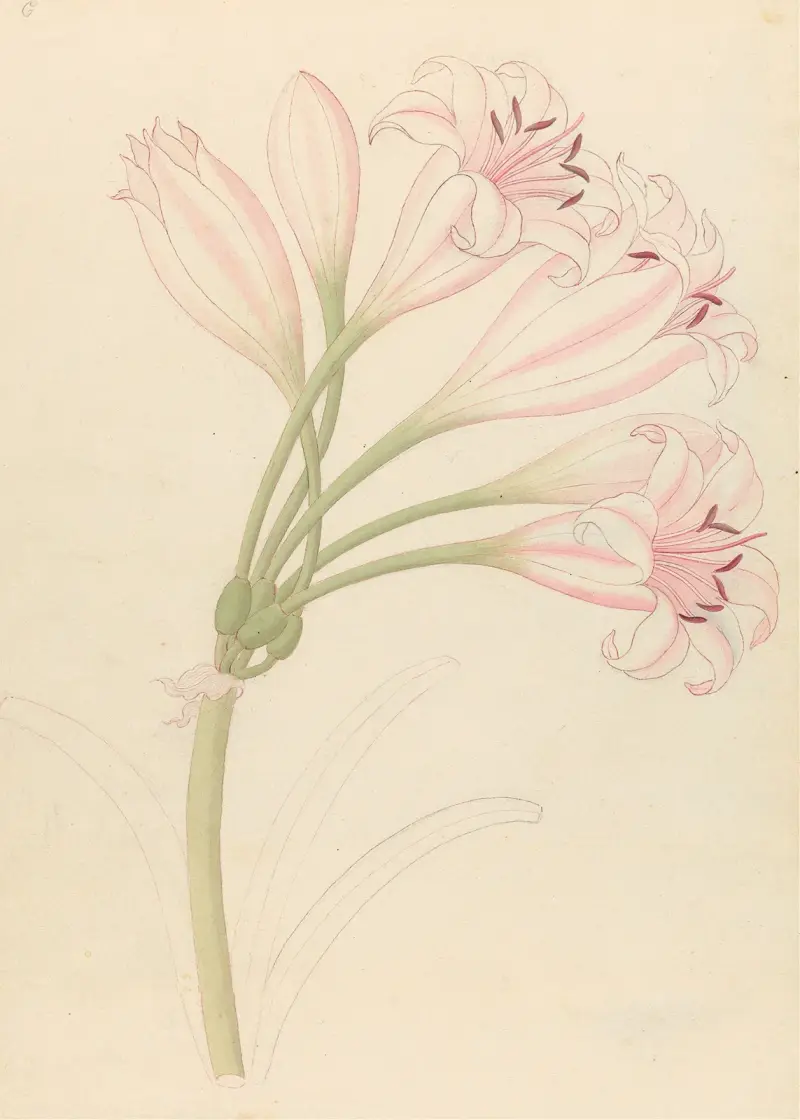 Amarillis [Crinum lineare] av Clemenz Heinrich Wehdemann