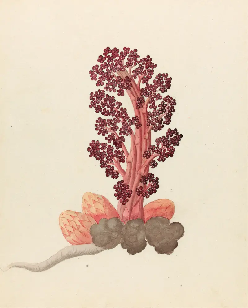 Aphyteia hydnora  [Nymphaea nouchali] av Clemenz Heinrich Wehdemann