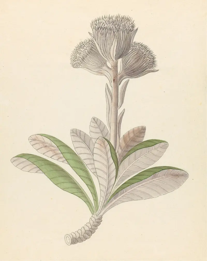 Arnica [Oldenburgia grandis] av Clemenz Heinrich Wehdemann