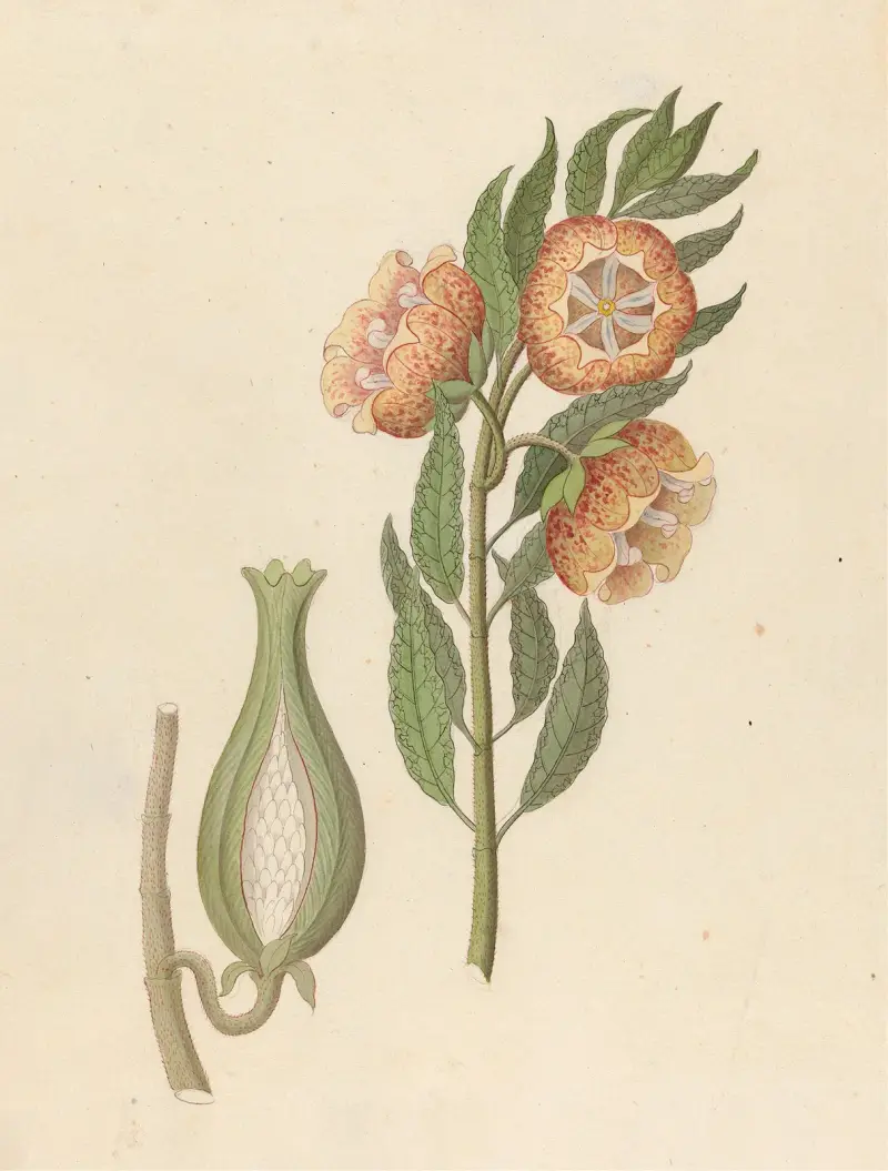 Asclepias grandiflora [Pachycarpus grandiflorus] av Clemenz Heinrich Wehdemann