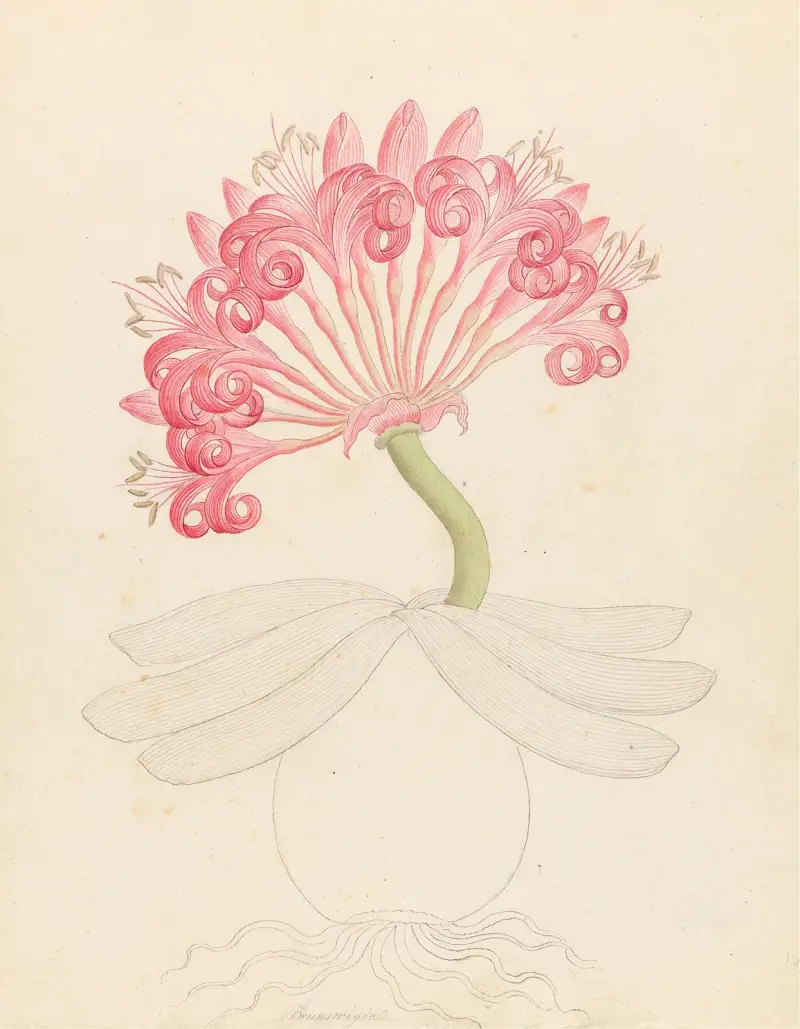 Brunswigia [Ammocharis coranica] av Clemenz Heinrich Wehdemann