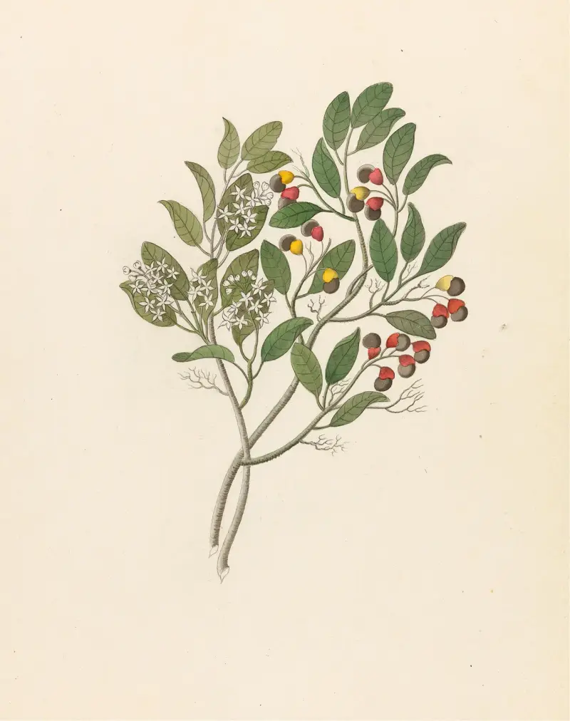 Celastrus [Apodytes dimidiata] av Clemenz Heinrich Wehdemann