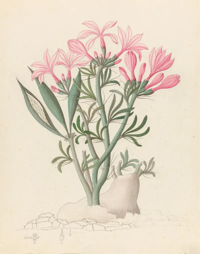 Ceropegia or Echites [Pachypodium succulentum] av Clemenz Heinrich Wehdemann