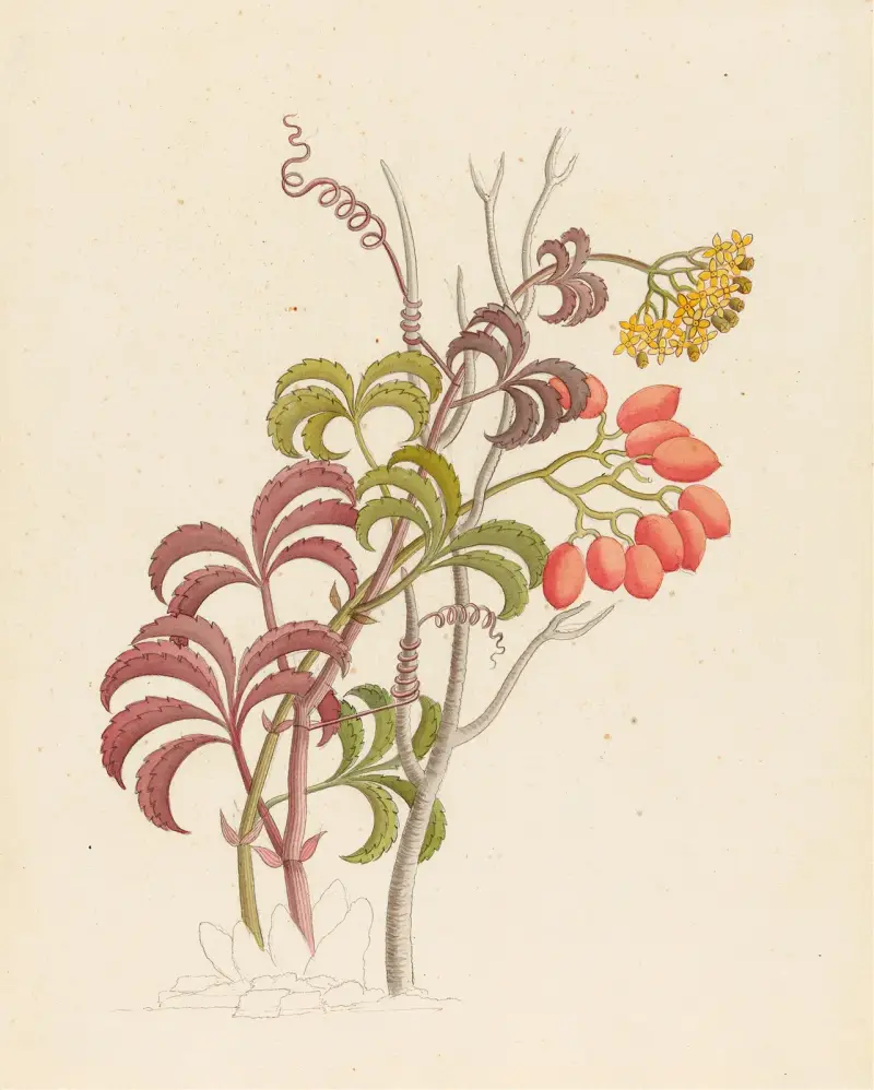 Cisfus Nov. Sp. [Cyphostemma quinatum] av Clemenz Heinrich Wehdemann
