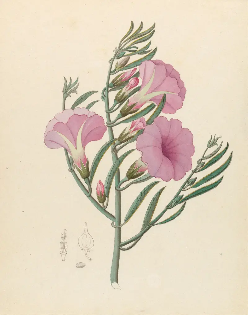 Convolvulus [Ipomoea oenotheroides] av Clemenz Heinrich Wehdemann