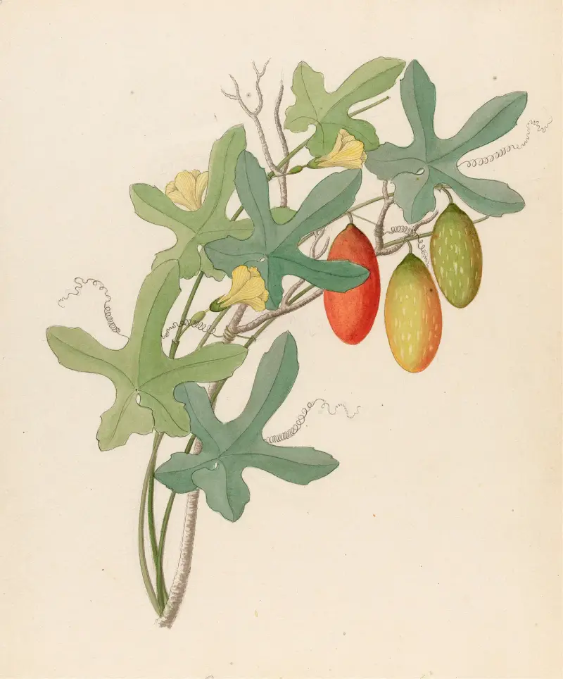 Cucumis, Melothria pendula [Coccinea quinqueloba] av Clemenz Heinrich Wehdemann