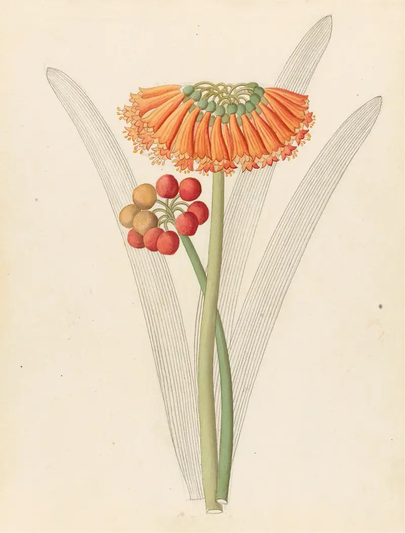 Cyrtanthus [Clivia nobilis] av Clemenz Heinrich Wehdemann