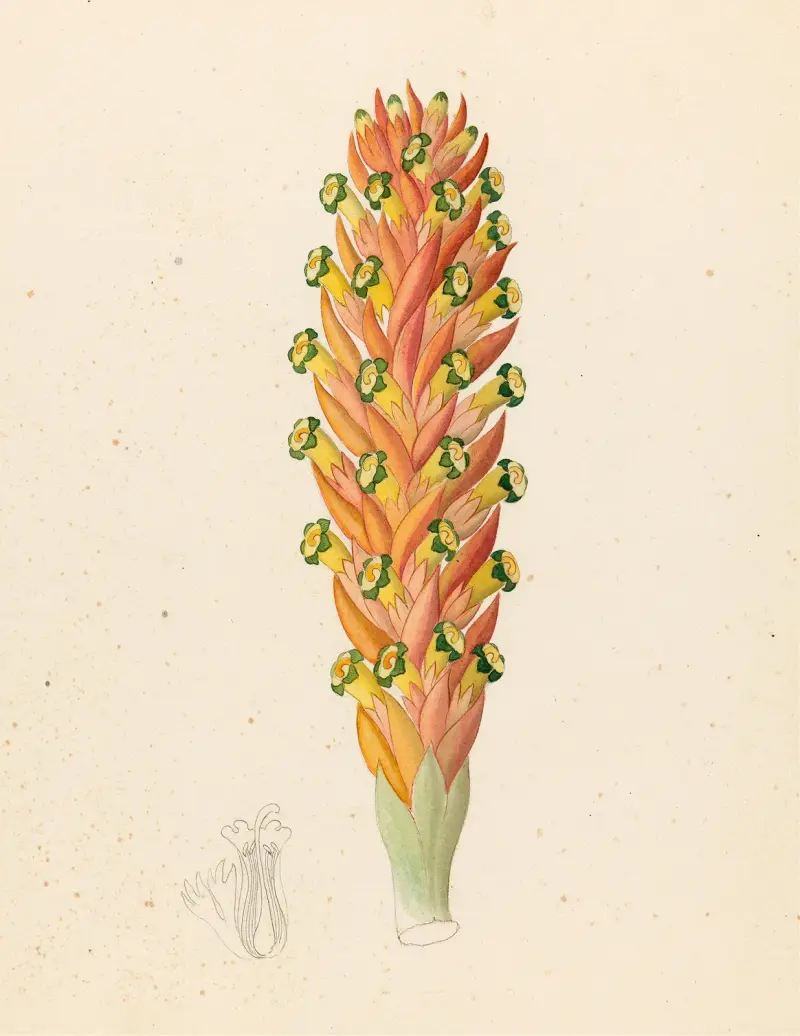 Didinamia angiosperma [Harveya hyobanchoides] av Clemenz Heinrich Wehdemann