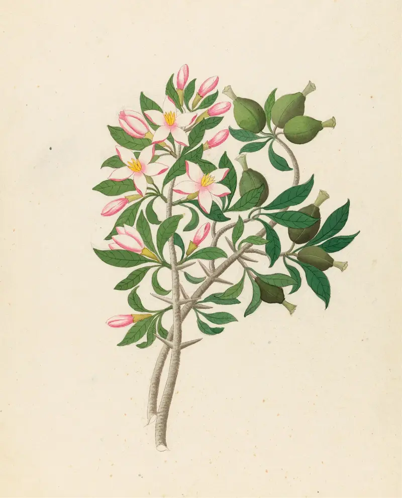 Gardenia Nov. Sp. (Hyperacanthus amoenus) av Clemenz Heinrich Wehdemann