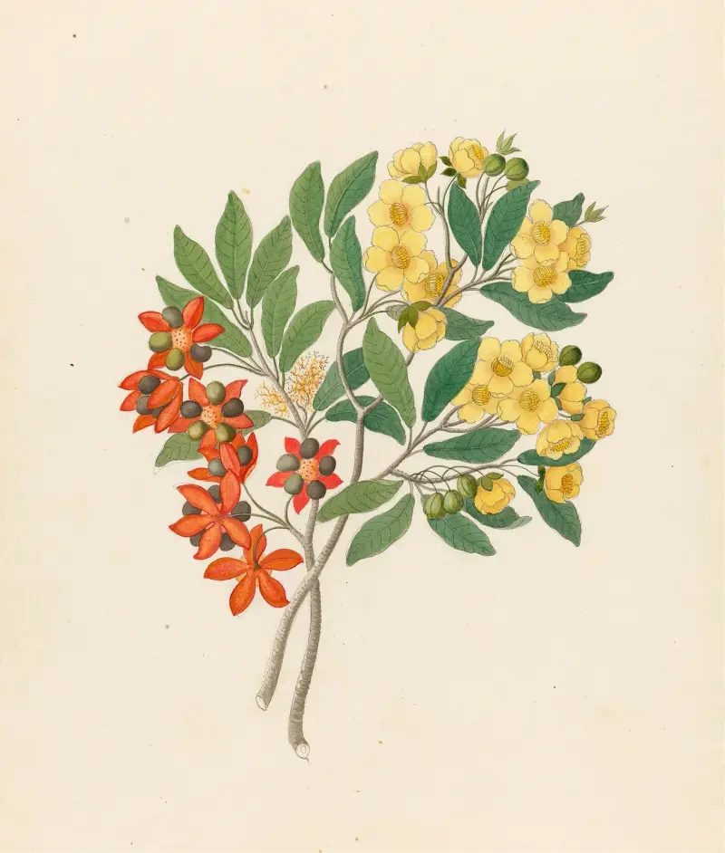 Icosandria monog. [Ochna arborea] av Clemenz Heinrich Wehdemann