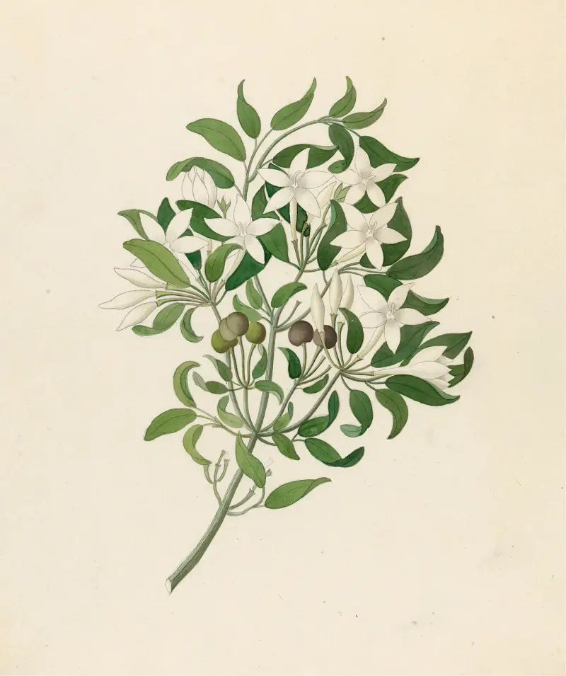 Jasminum angulare av Clemenz Heinrich Wehdemann
