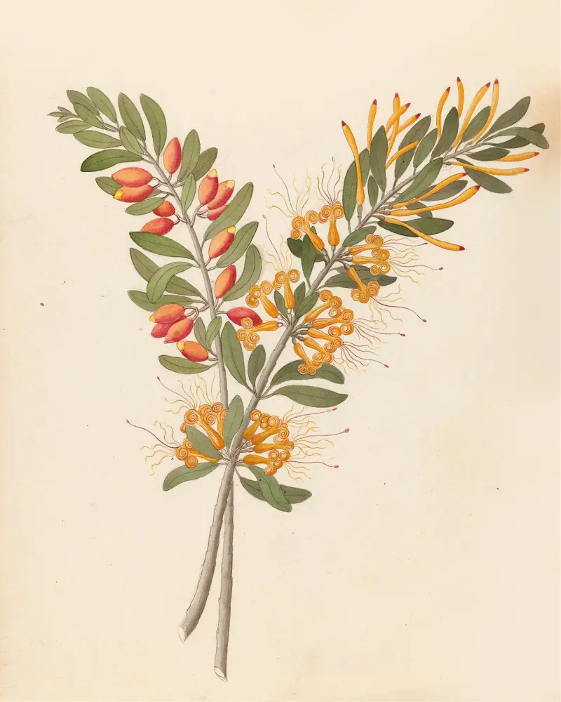 Loranthus N. Sp. [Moquiniella rubra] av Clemenz Heinrich Wehdemann
