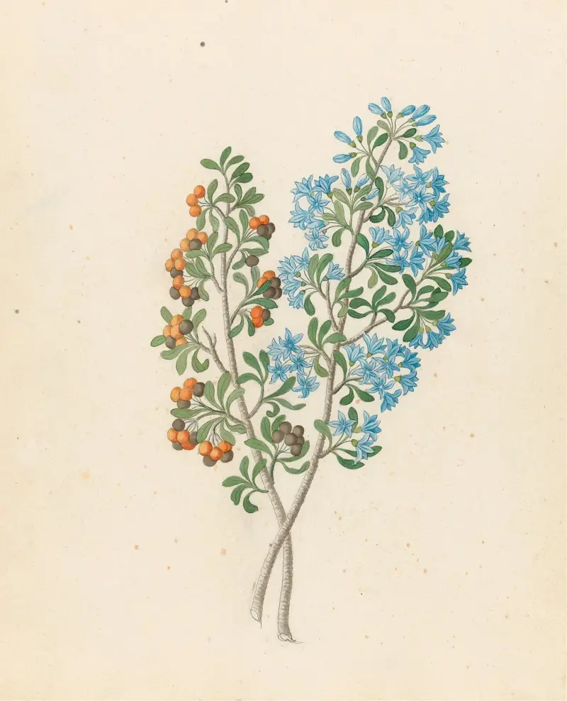 Pentand. mono. [Ehretia rigida] av Clemenz Heinrich Wehdemann