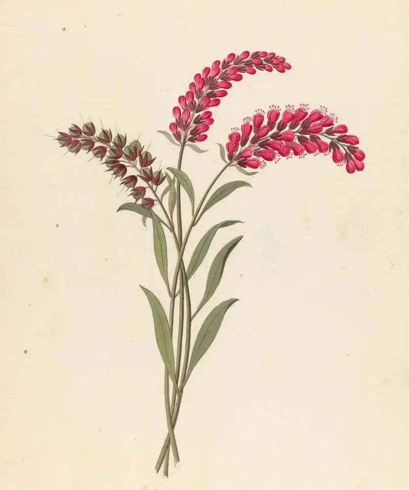 Pentand. Monog. [Lysimachia nutans] av Clemenz Heinrich Wehdemann