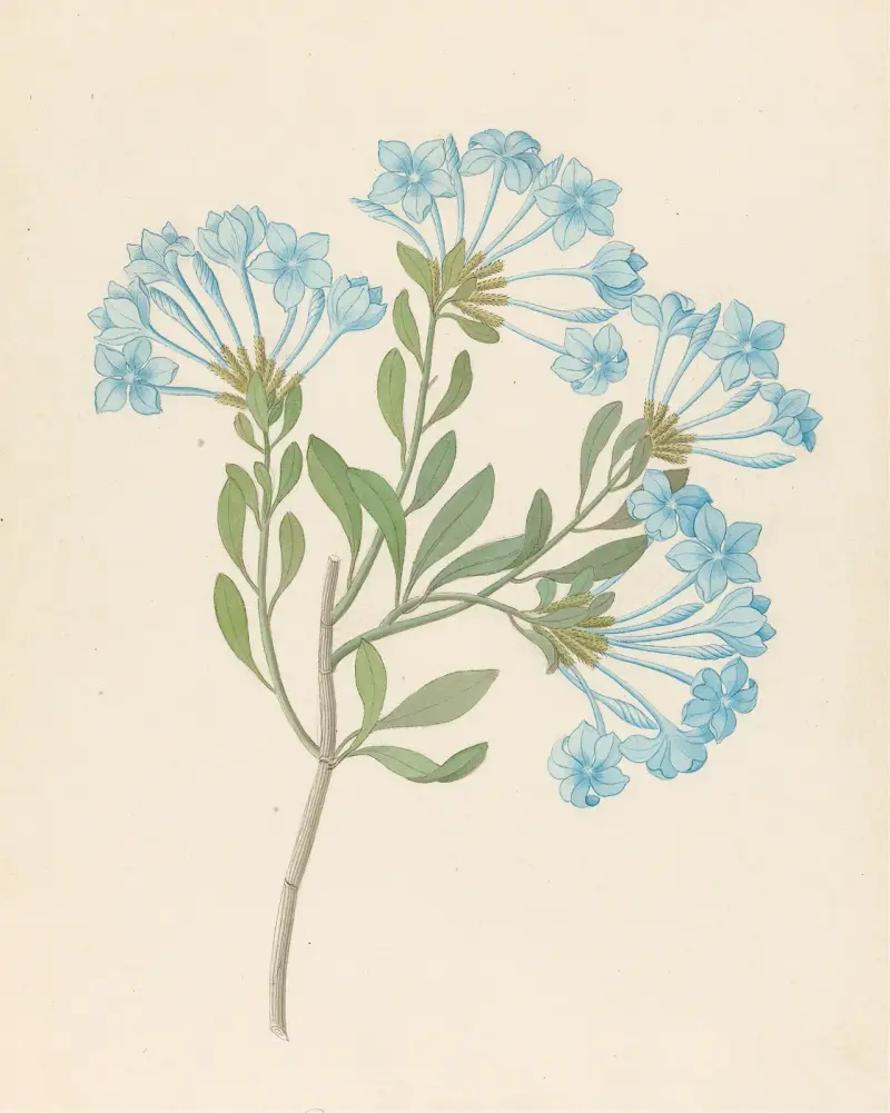 Plombago capensis [Plumbago auriculata] av Clemenz Heinrich Wehdemann