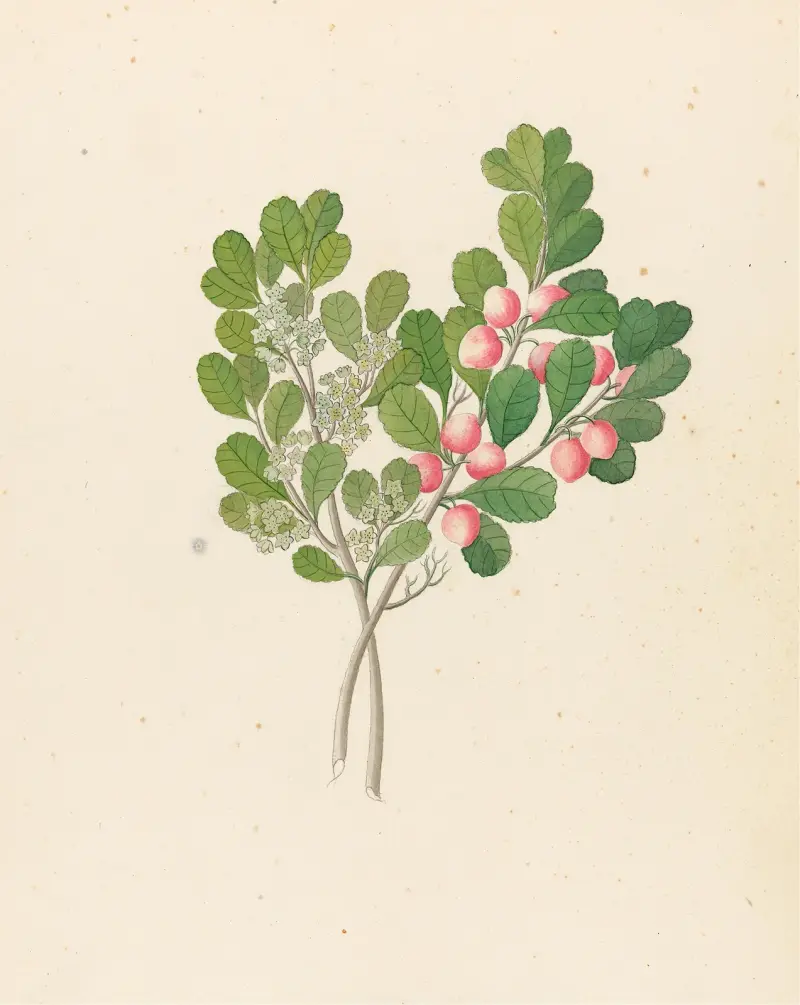 Rhamnus [Cassine aethiopica (=Mystroxylon aethiopicum)] av Clemenz Heinrich Wehdemann