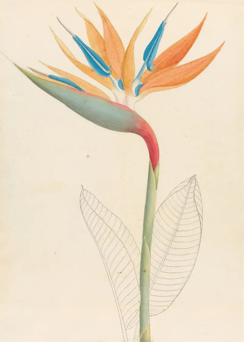 Strelitzia Reginae av Clemenz Heinrich Wehdemann