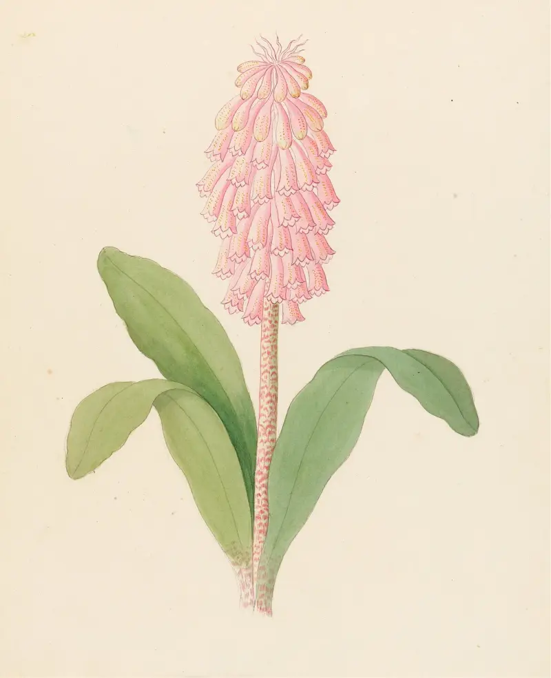 Veltheimia viridifolia [Veltheimia bracteata] av Clemenz Heinrich Wehdemann