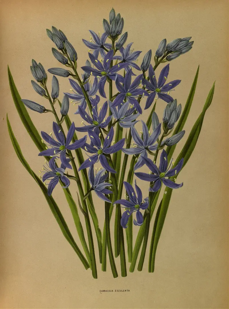 Camassia Esculenta. av Arentina Hendrica Arendsen