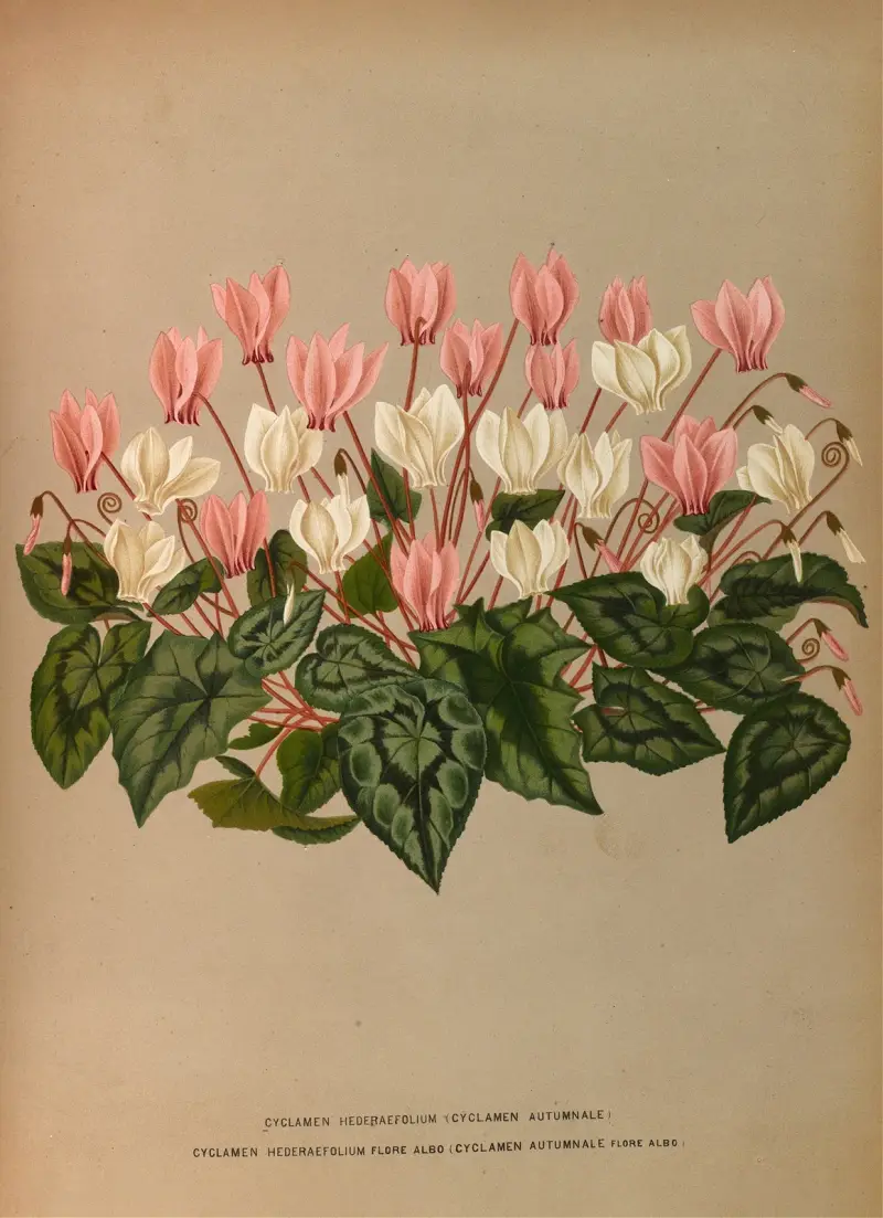 Cyclamen Hederaefolium (Cyclamen Autumnale ) av Arentina Hendrica Arendsen