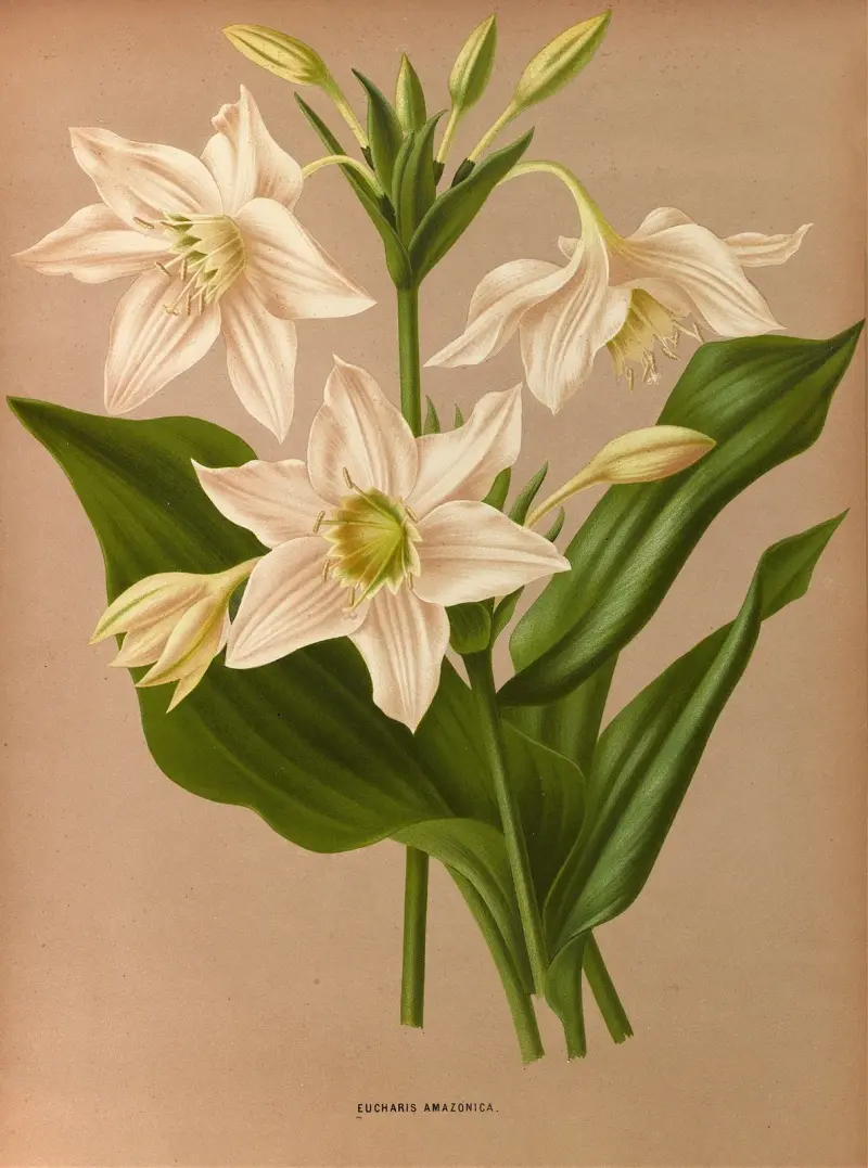 Eucharis amazonica von Arentina Hendrica Arendsen
