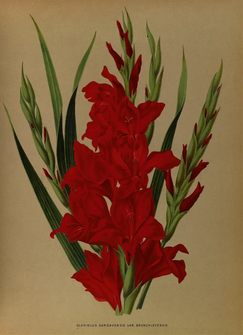 Gladiolus gandavensis var. 'Brench Leyensis' av Arentina Hendrica Arendsen