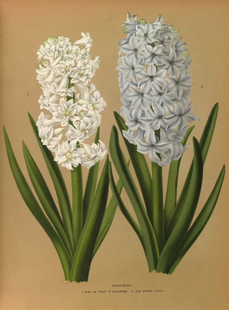 Hyacinths 1.D.W. La Tour D’auvergne 2. S.B. Grand Lilas av Arentina Hendrica Arendsen