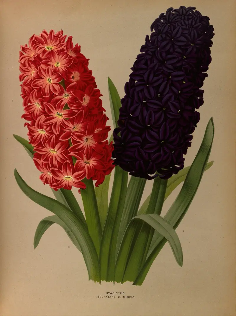 Hyazinthen 5 von Arentina Hendrica Arendsen