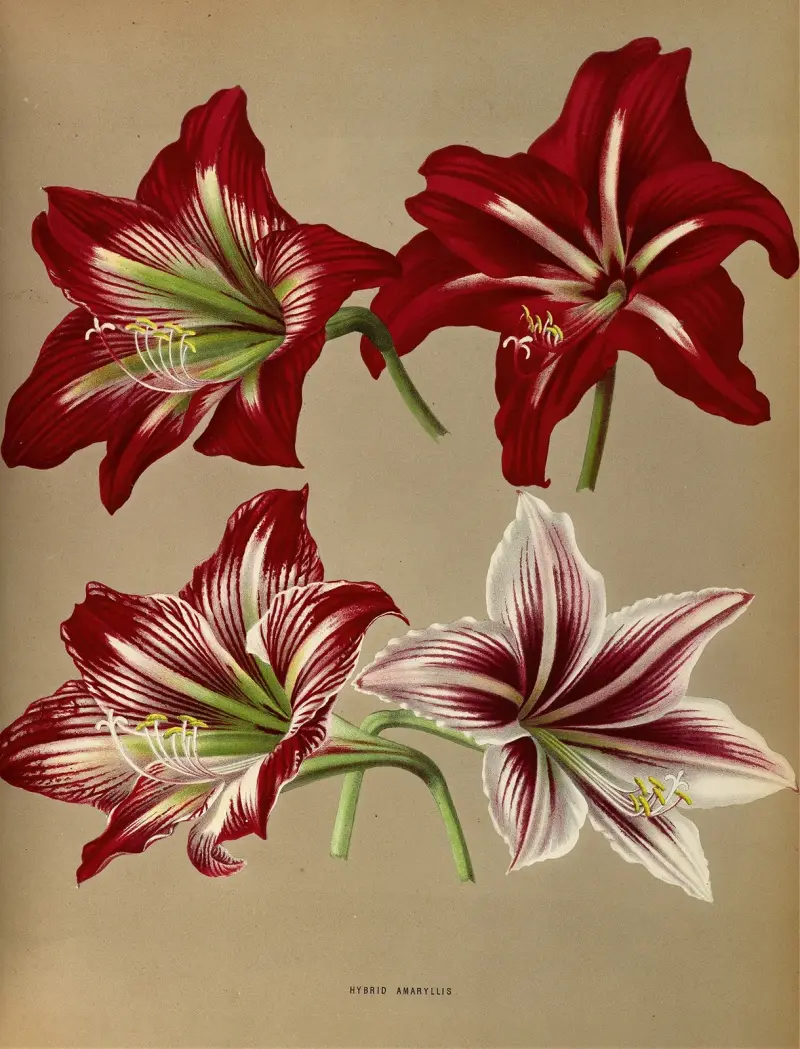 Hybrid Amaryllis. av Arentina Hendrica Arendsen