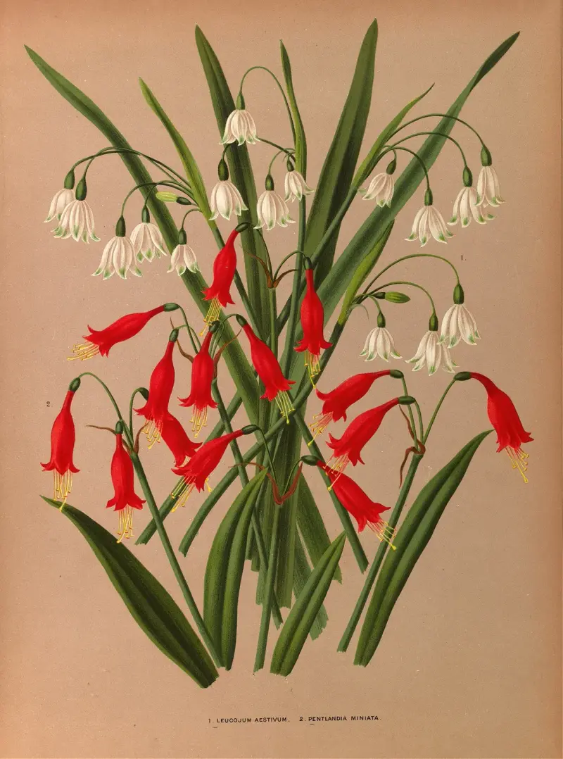 Leucojum Aestivum. 2 . Pentlandia Miniata. av Arentina Hendrica Arendsen