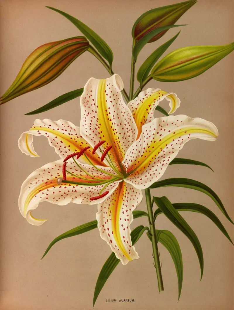 Lilium Auratum av Arentina Hendrica Arendsen
