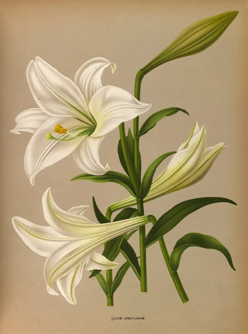 Lilium Longiflurum av Arentina Hendrica Arendsen