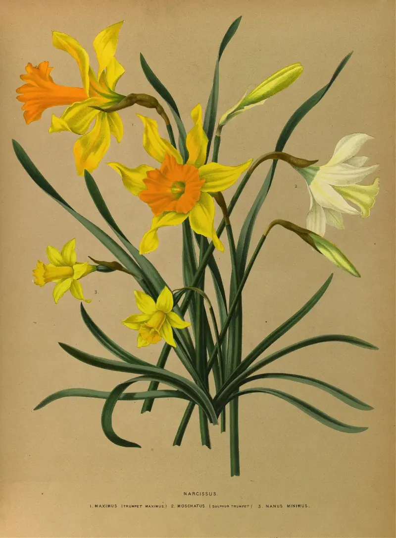 Narcissus 3 av Arentina Hendrica Arendsen