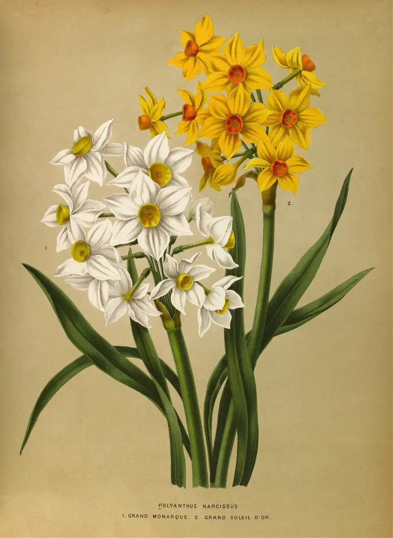 Polyanthusnarciss – 1. Grand Monarque, 2. Grand Soleil d'Or av Arentina Hendrica Arendsen