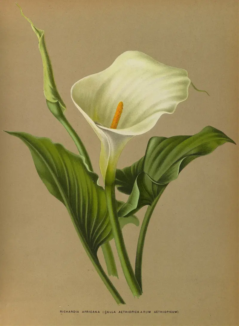 Richardia Africana, Arentina Hendrica Arendsen