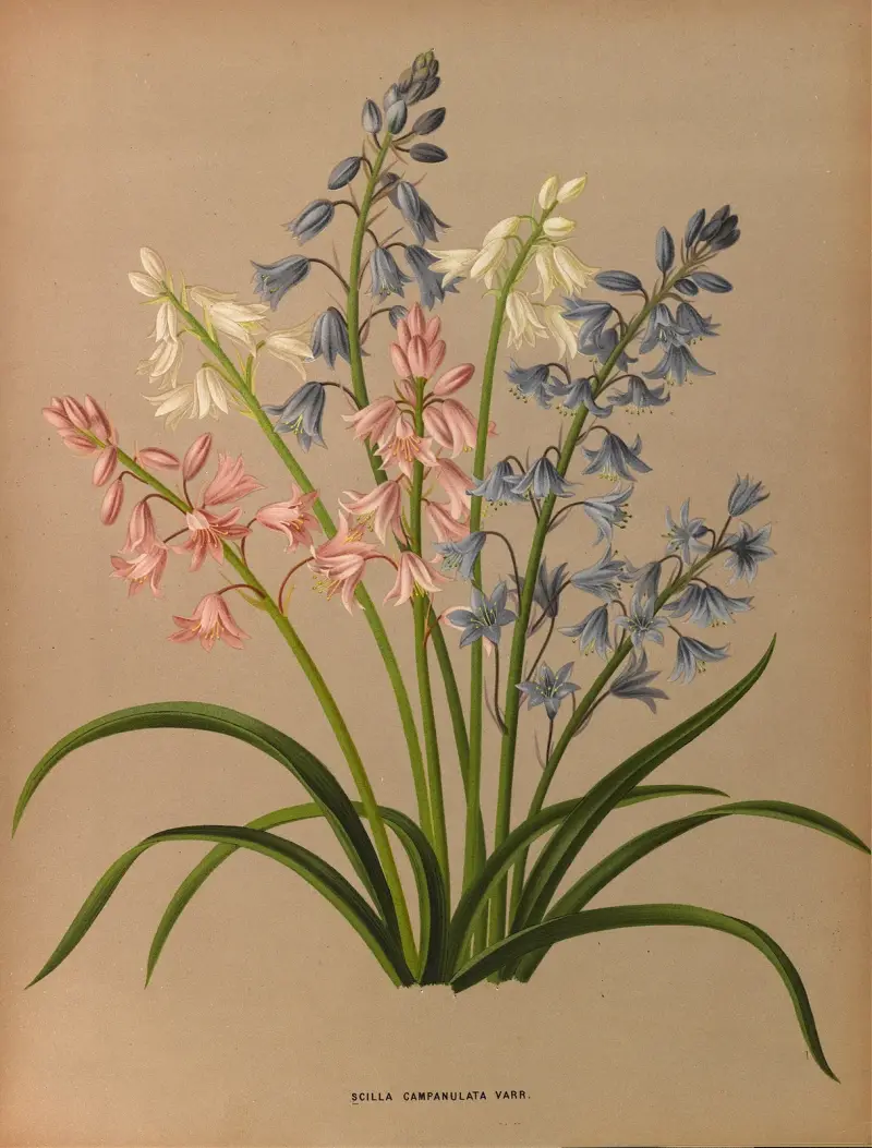 Scilla Campanulata Varr. av Arentina Hendrica Arendsen
