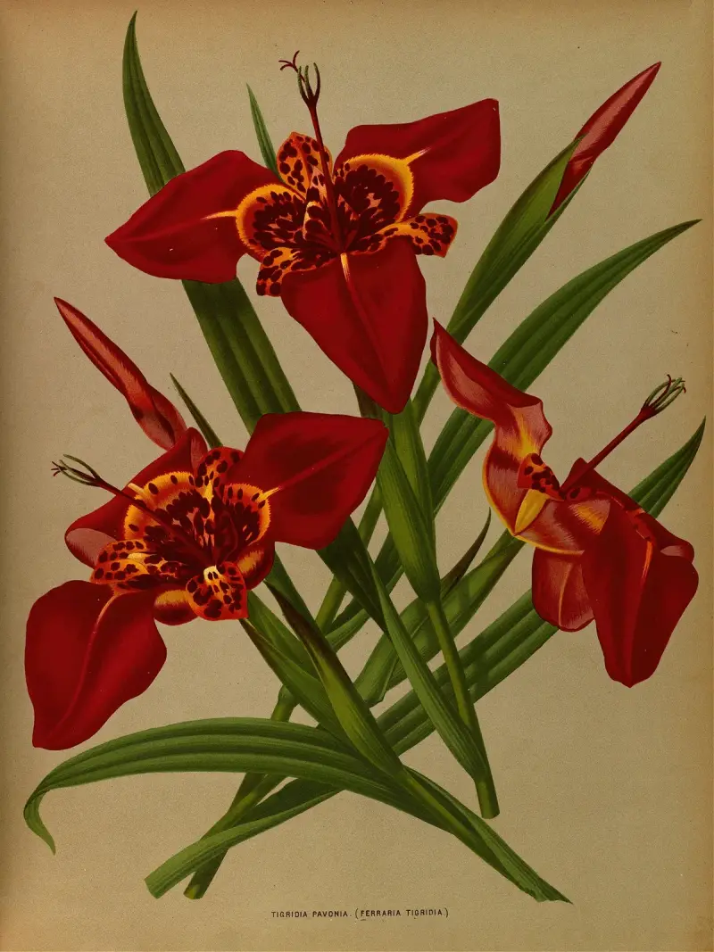 Tigridia Pavonia. (Ferraria Tigridia) av Arentina Hendrica Arendsen