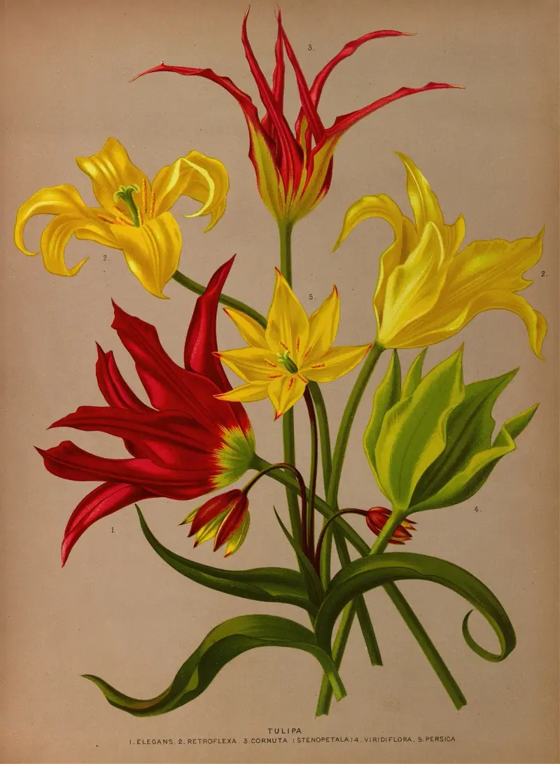 Tulpe von Arentina Hendrica Arendsen
