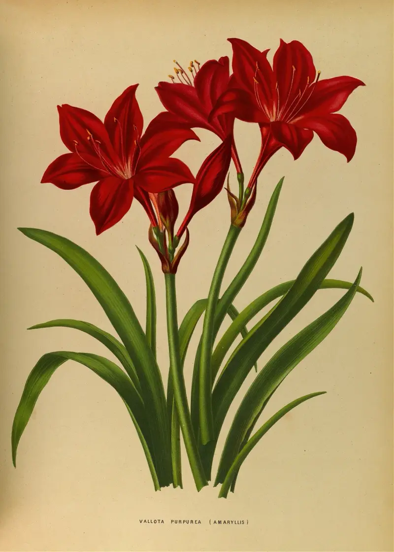 Vallota Purpurea (Amarylis), Arentina Hendrica Arendsen