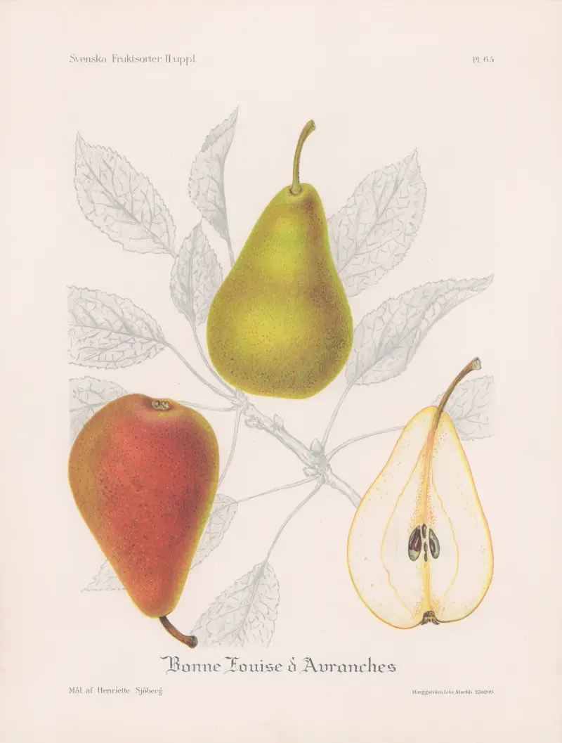 Bonne Louise d’Avranches av Henriette Sjöberg
