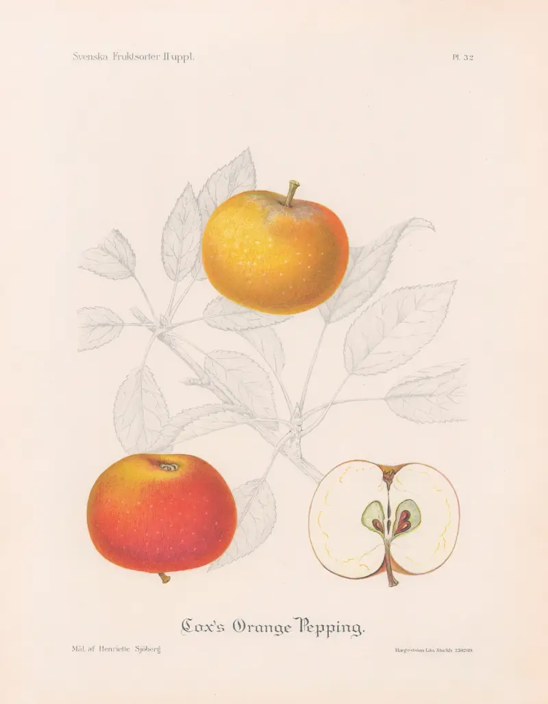 Cox’s Orange Pepping av Henriette Sjöberg