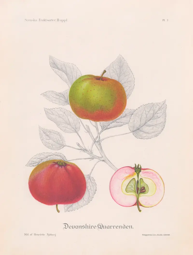 Devonshire Quarrenden av Henriette Sjöberg
