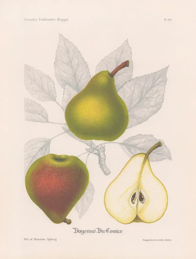 Herrgårdspäron (Doyenné du Comice) av Henriette Sjöberg