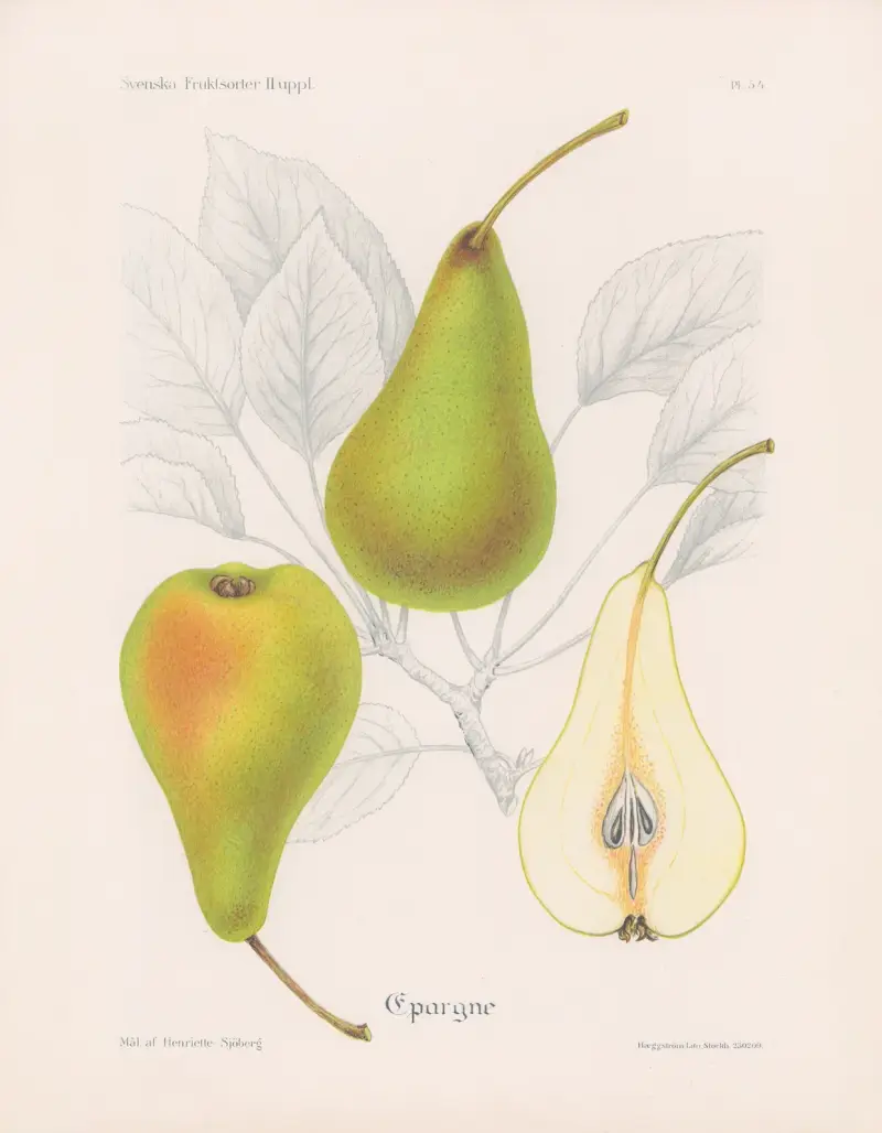 Epargne von Henriette Sjöberg