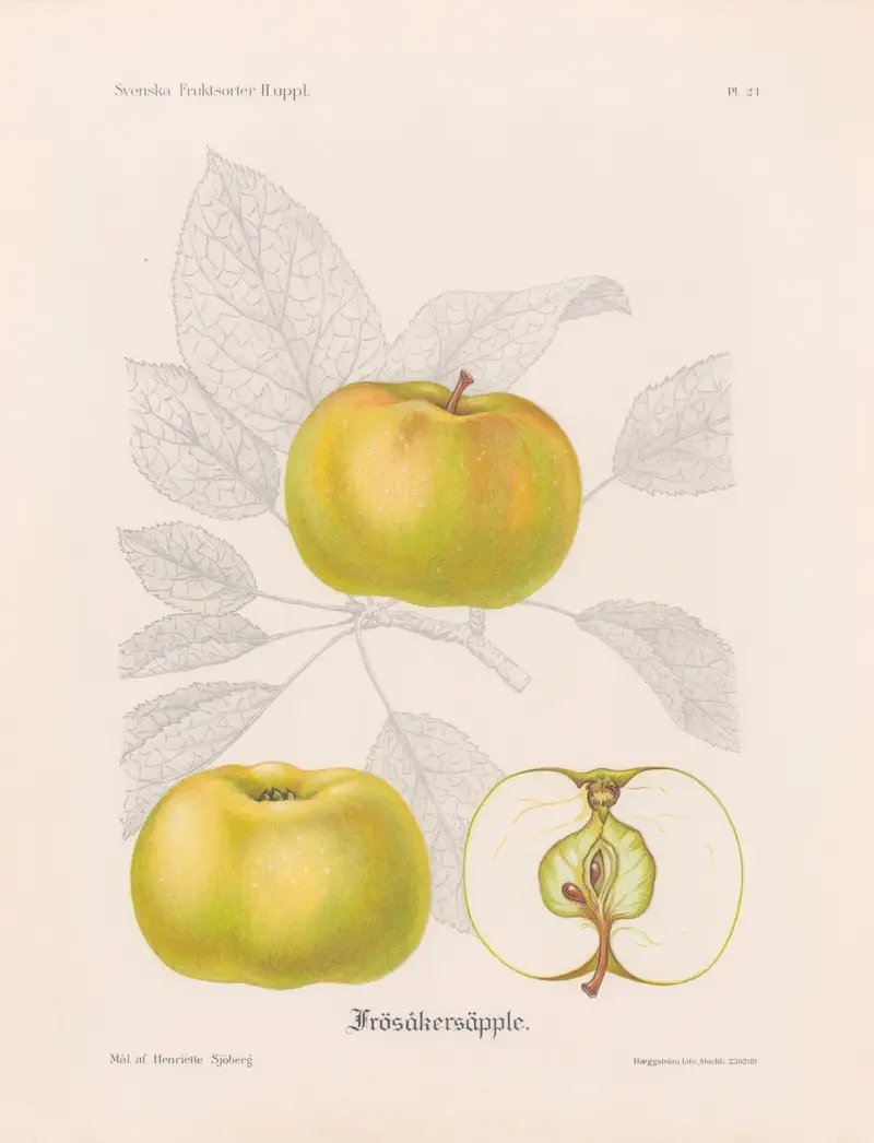 Frösåkersäpple av Henriette Sjöberg