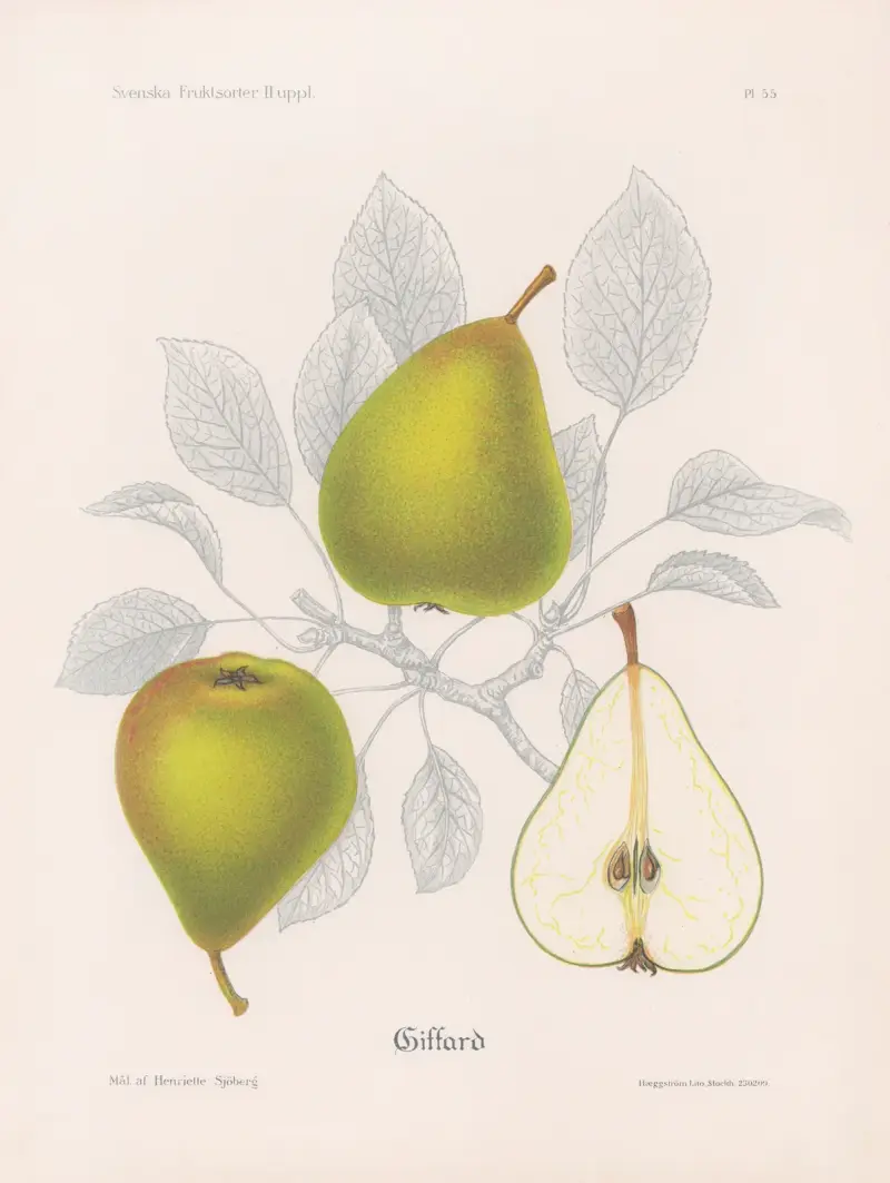 Giffard av Henriette Sjöberg