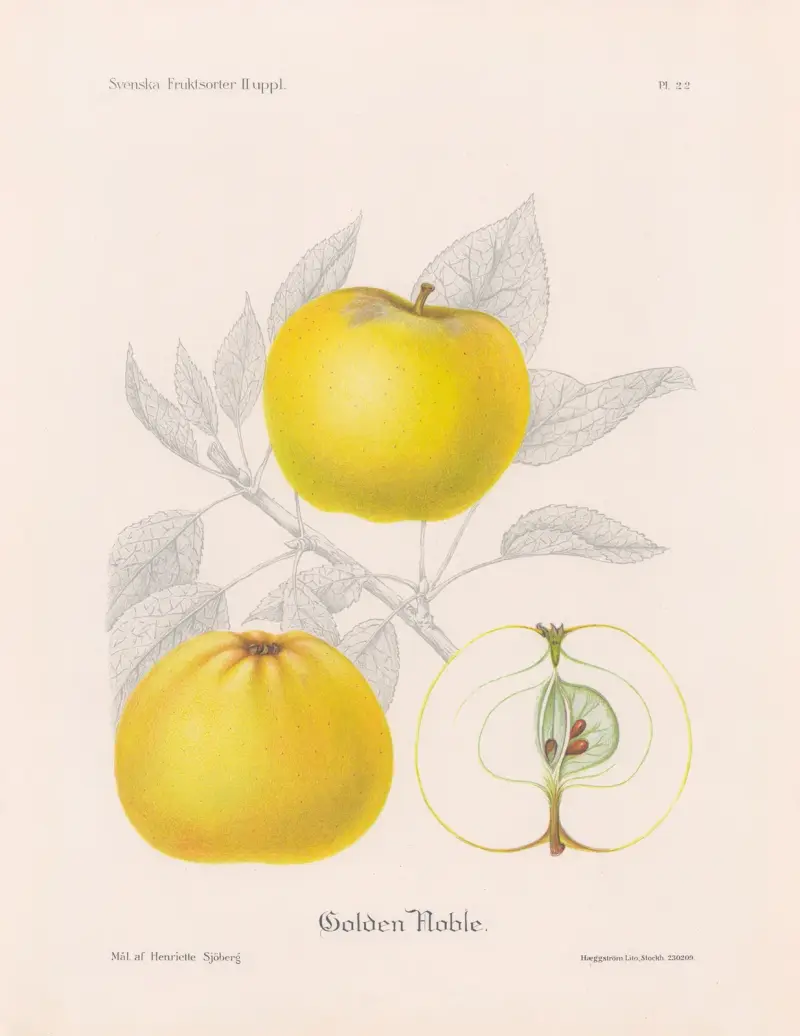 Golden Noble av Henriette Sjöberg
