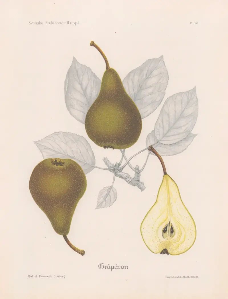 Gråpäron av Henriette Sjöberg