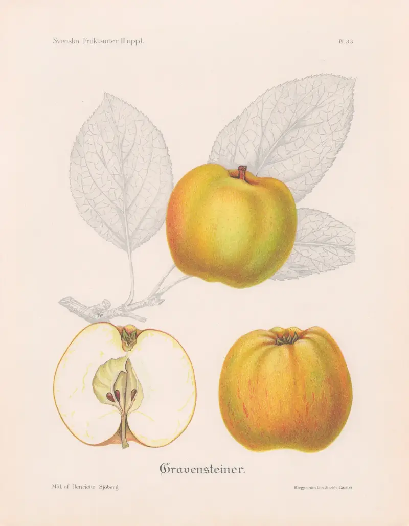 Gravensteiner, gul av Henriette Sjöberg