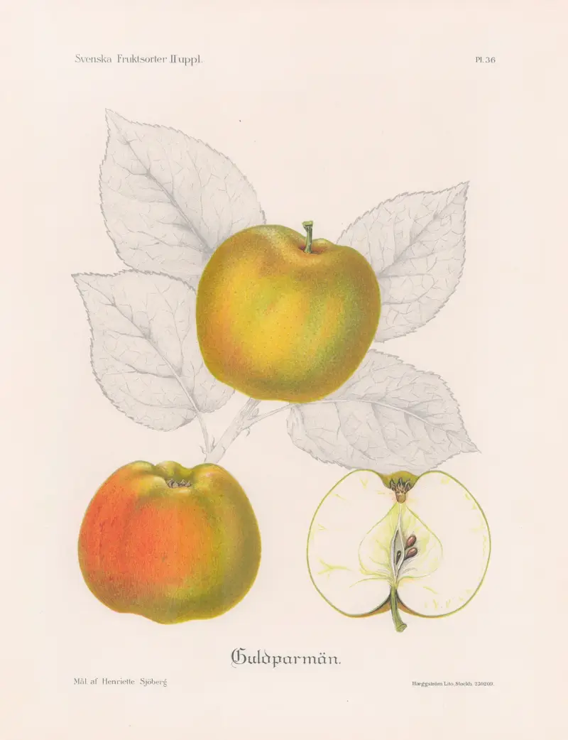 Goldparmäne von Henriette Sjöberg